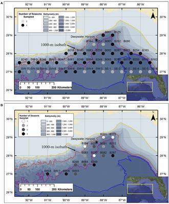 Reproductive Ecology of Dragonfishes (Stomiiformes: Stomiidae) in the Gulf of Mexico